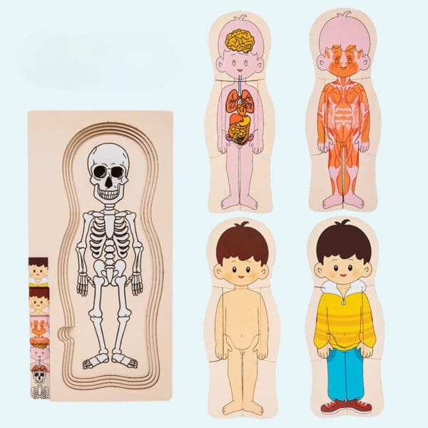 Wholesale Montessori Wooden Human Body Structure Jigsaw Puzzle Educational Toy for Kids Multi-Layer Organs and Skeletal Learning - Image 7