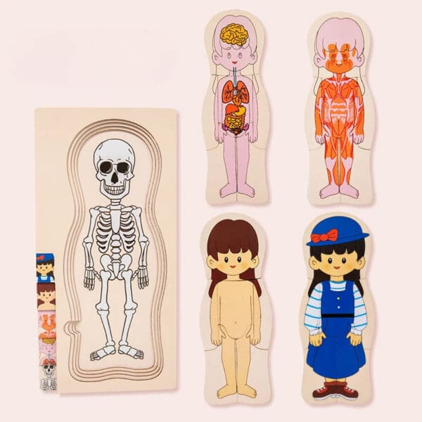 Wholesale Montessori Wooden Human Body Structure Jigsaw Puzzle Educational Toy for Kids Multi-Layer Organs and Skeletal Learning - Image 6