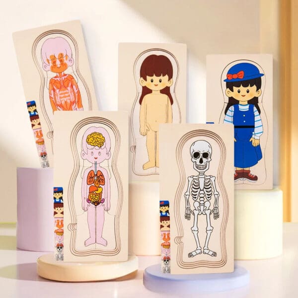 Wholesale Montessori Wooden Human Body Structure Jigsaw Puzzle Educational Toy for Kids Multi-Layer Organs and Skeletal Learning - Image 3