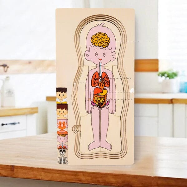 Wholesale Montessori Wooden Human Body Structure Jigsaw Puzzle Educational Toy for Kids Multi-Layer Organs and Skeletal Learning - Image 4